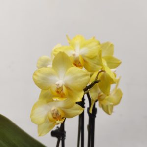 Phalaenopsis V.9