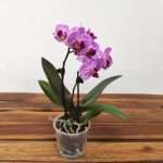 Phalaenopsis V.9