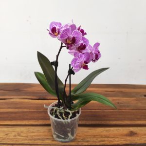 Phalaenopsis V.9
