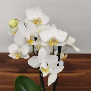 Phalaenopsis V.9