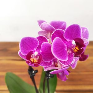 Phalaenopsis V.9