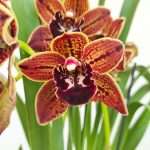 Cymbidium Pendula 'Mulholland Drive'