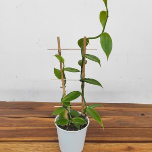 Vanilla Planifolia