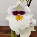 Miltonia V.12