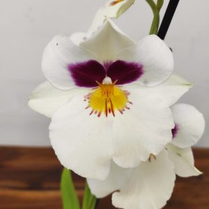 Miltonia V.12