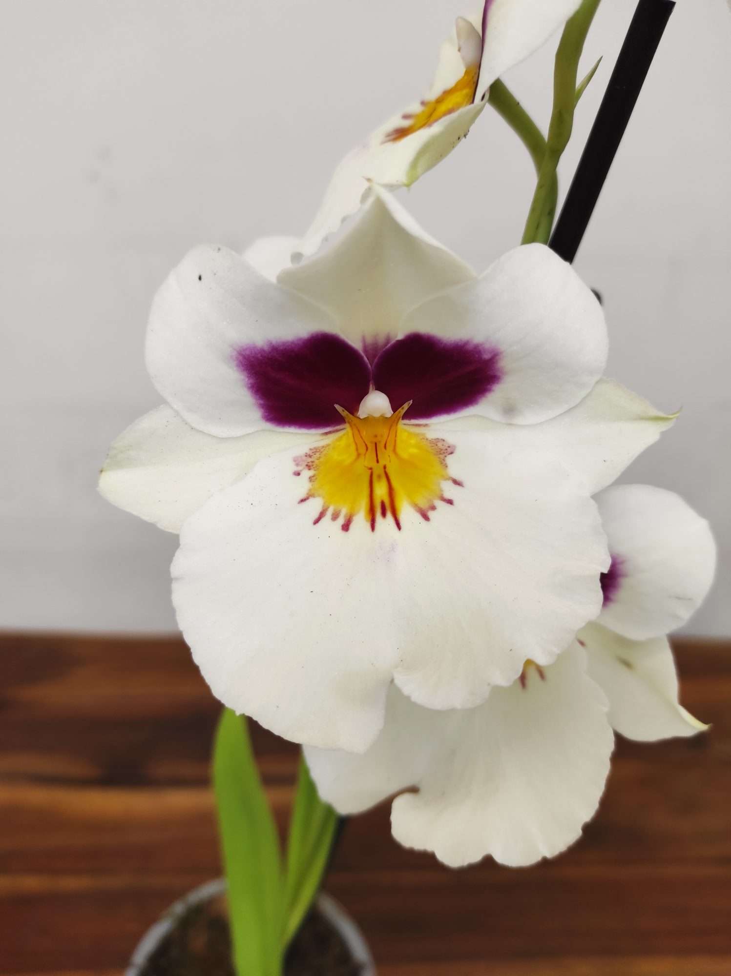 Miltonia V.12