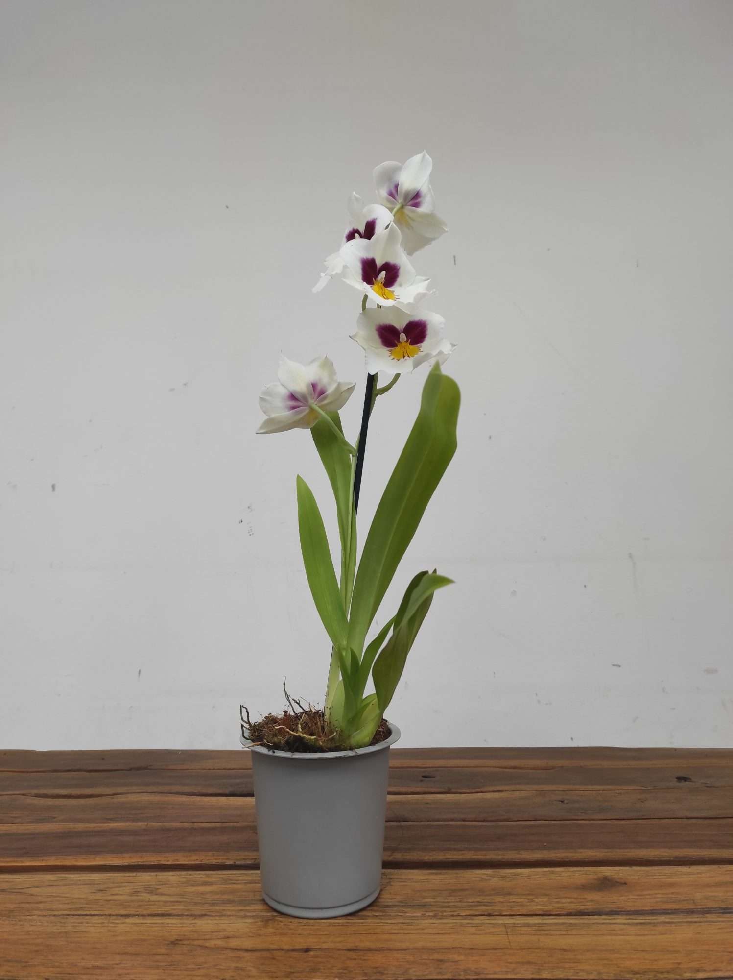Miltonia V.12 - Image 2