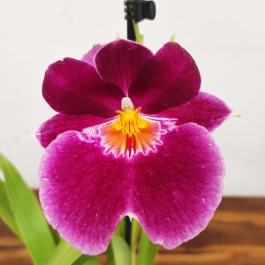 Miltonia V.12