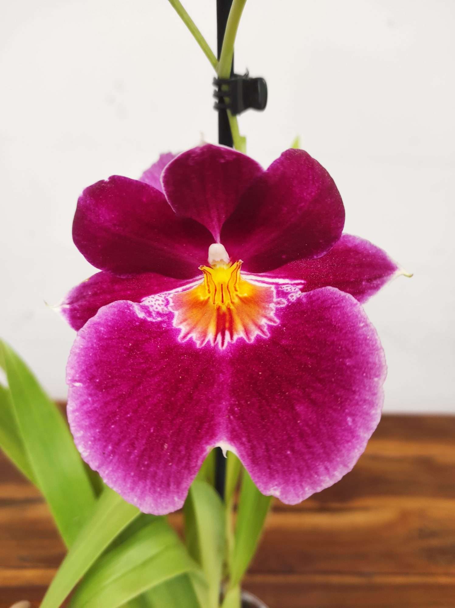 Miltonia V.12