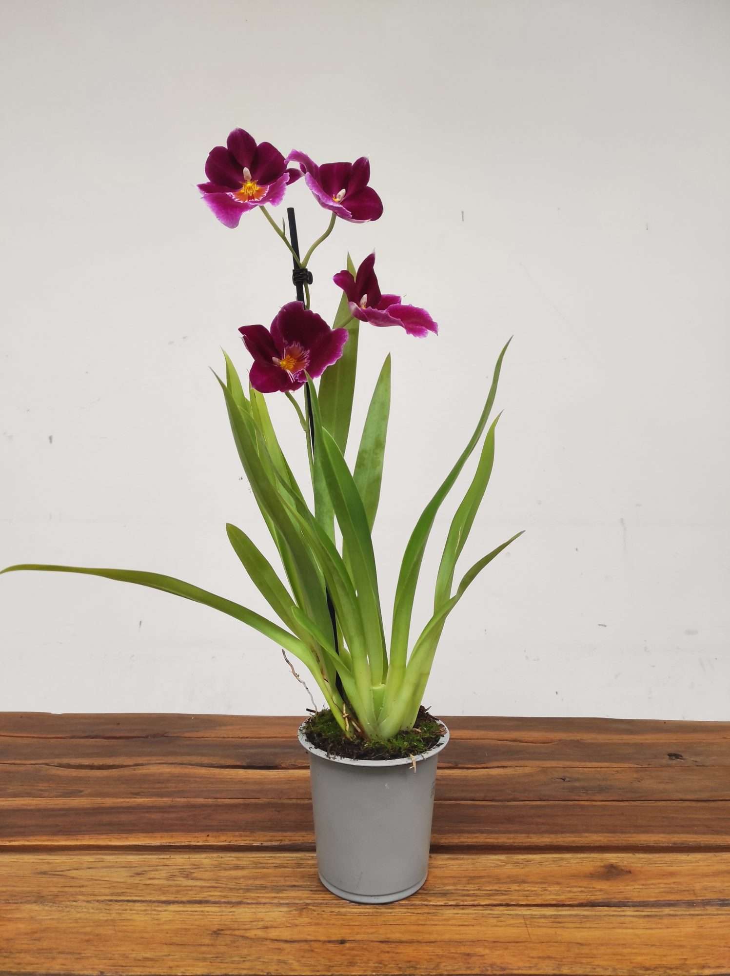 Miltonia V.12 - Image 2
