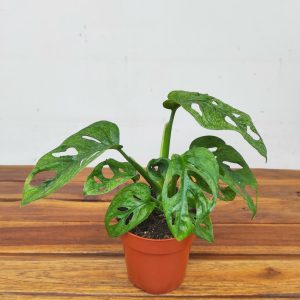 Monstera Obliqua 'Leichtlinii' Mint