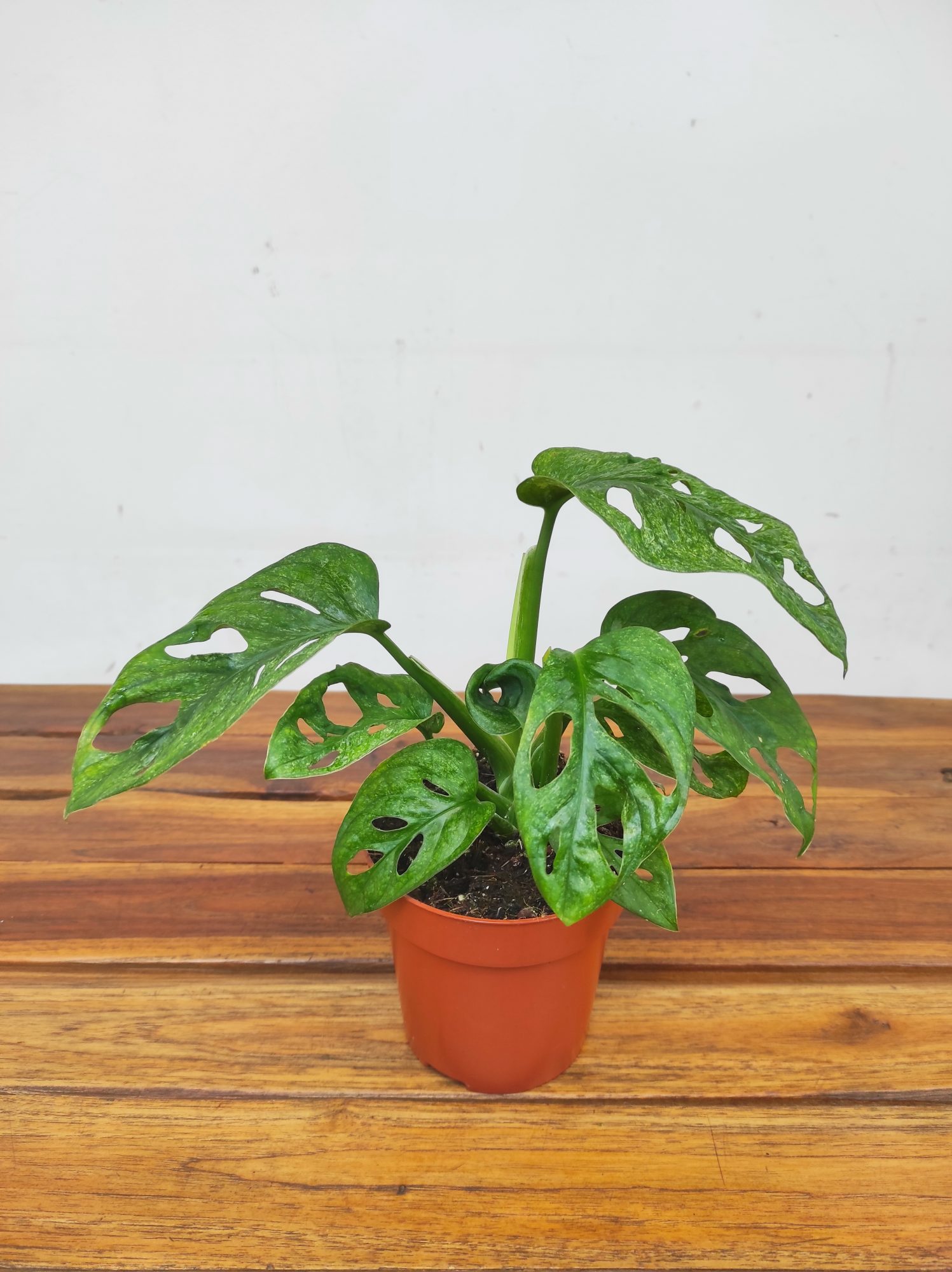 Monstera Obliqua 'Leichtlinii' Mint