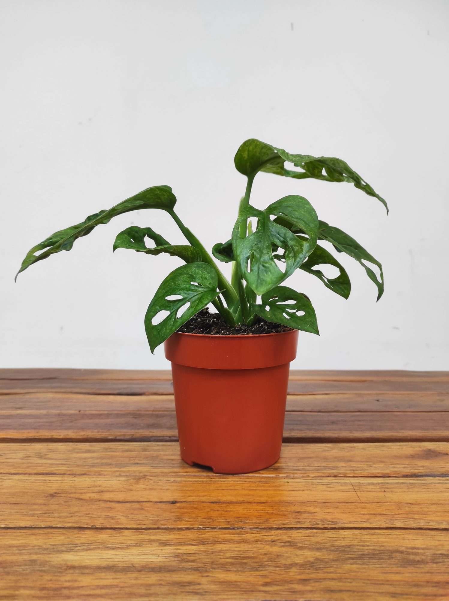 Monstera Obliqua 'Leichtlinii' Mint - Image 2