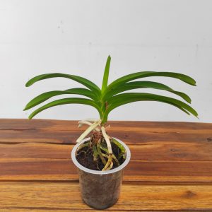 Vanda Falcata – Sem flor