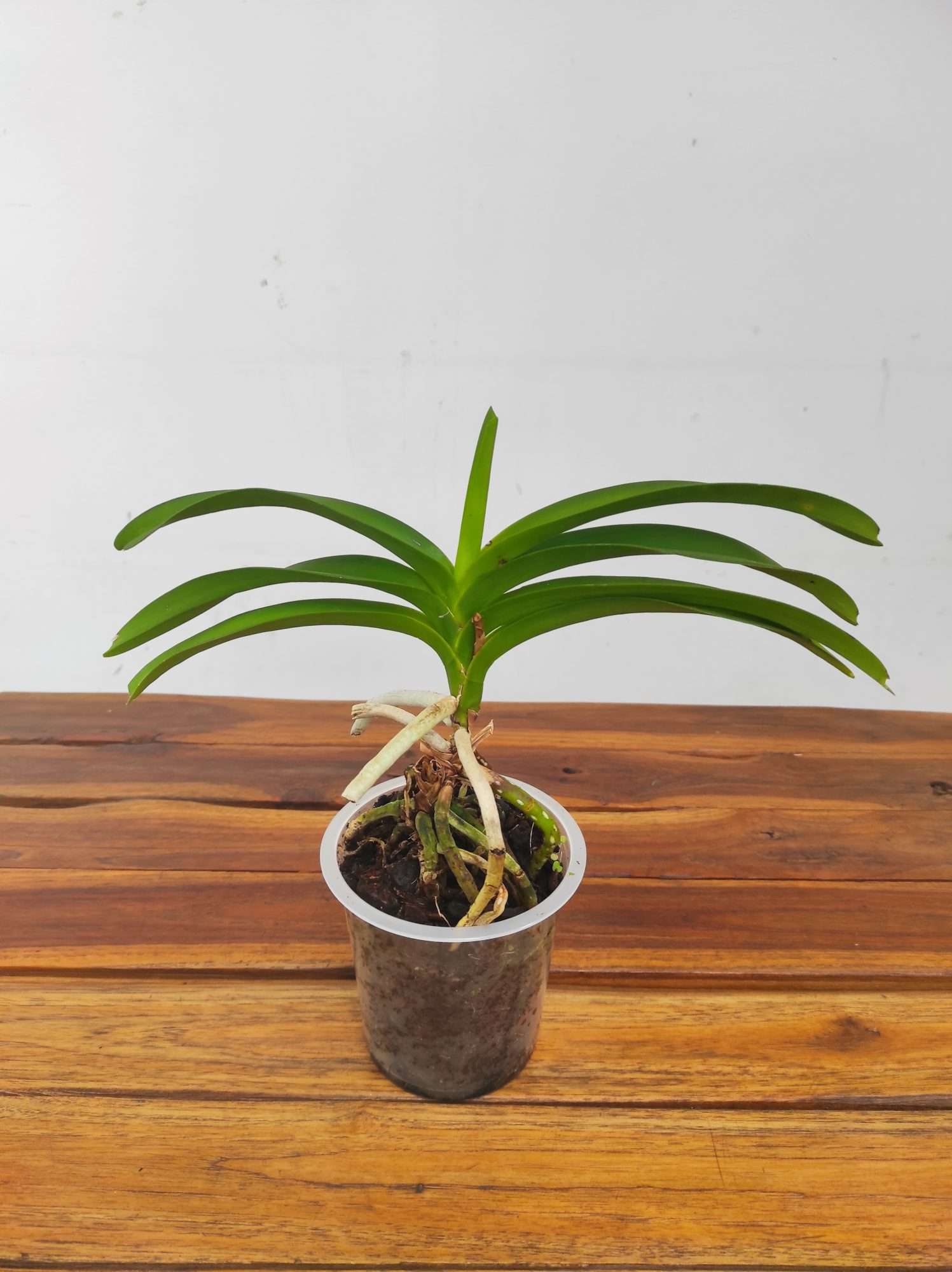 Vanda Falcata – Sem flor