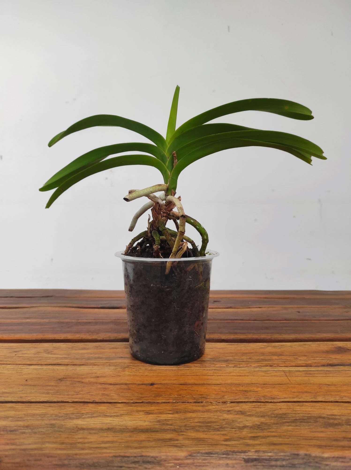 Vanda Falcata – Sem flor - Image 2