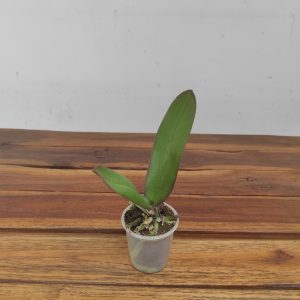 Phalaenopsis Sem flor - Mini