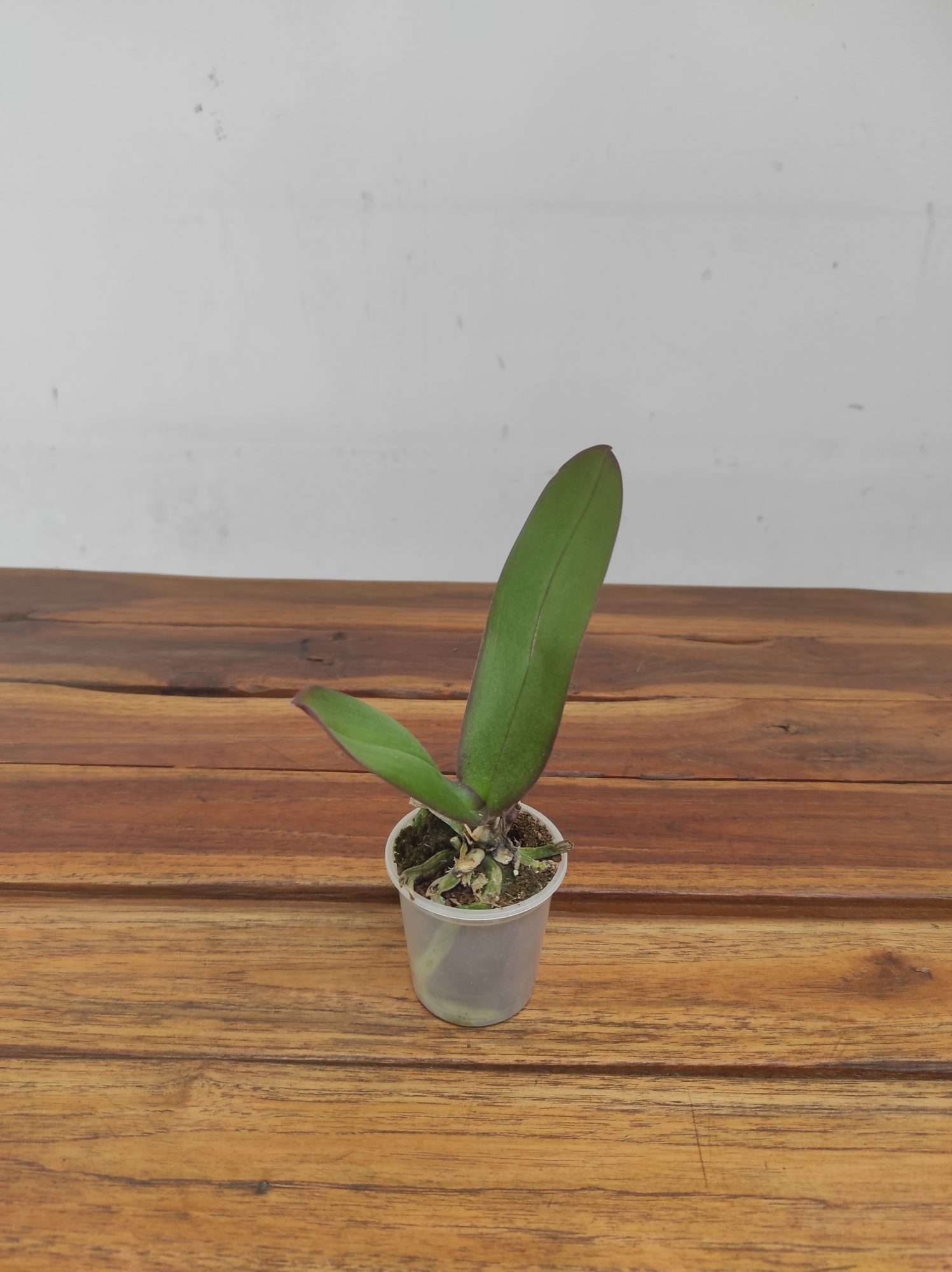 Phalaenopsis Sem flor - Mini