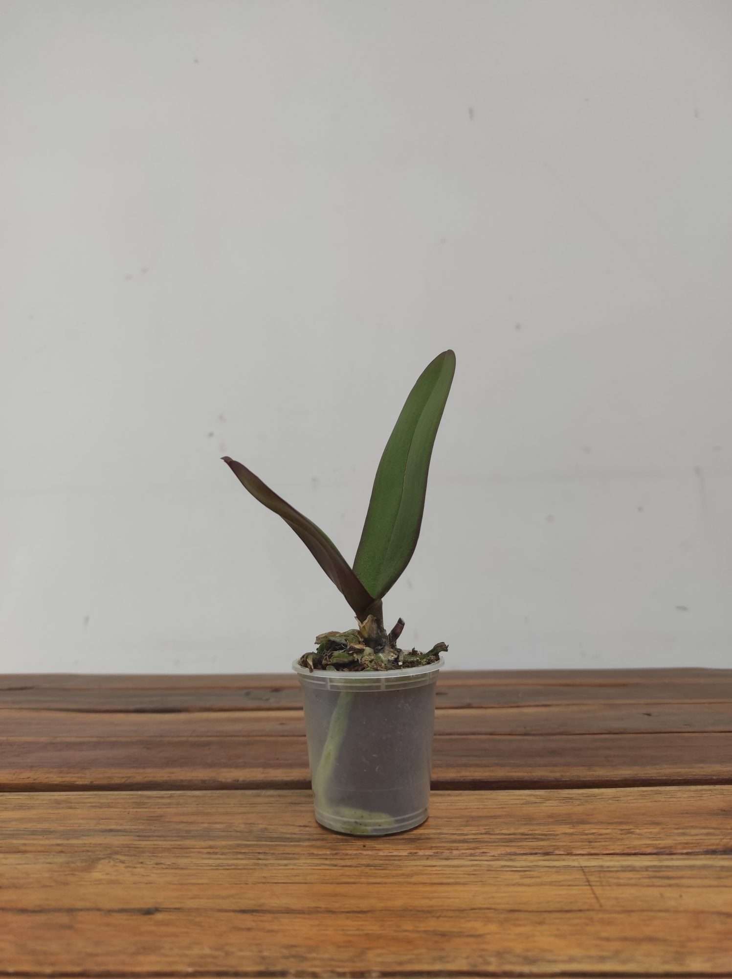 Phalaenopsis Sem flor - Mini - Image 2