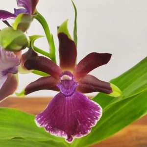 Zygopetalum 'Louisendorf'