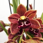 Cymbidium - 4 Hastes