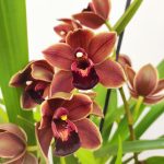 Cymbidium Semi-Pendula