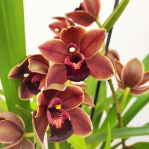 Cymbidium Semi-Pendula