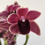 Cymbidium Semi-Pendula - 1 Haste