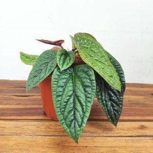Anthurium 'Luxurians x Radicans'