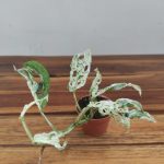 Monstera Frozen Freckles