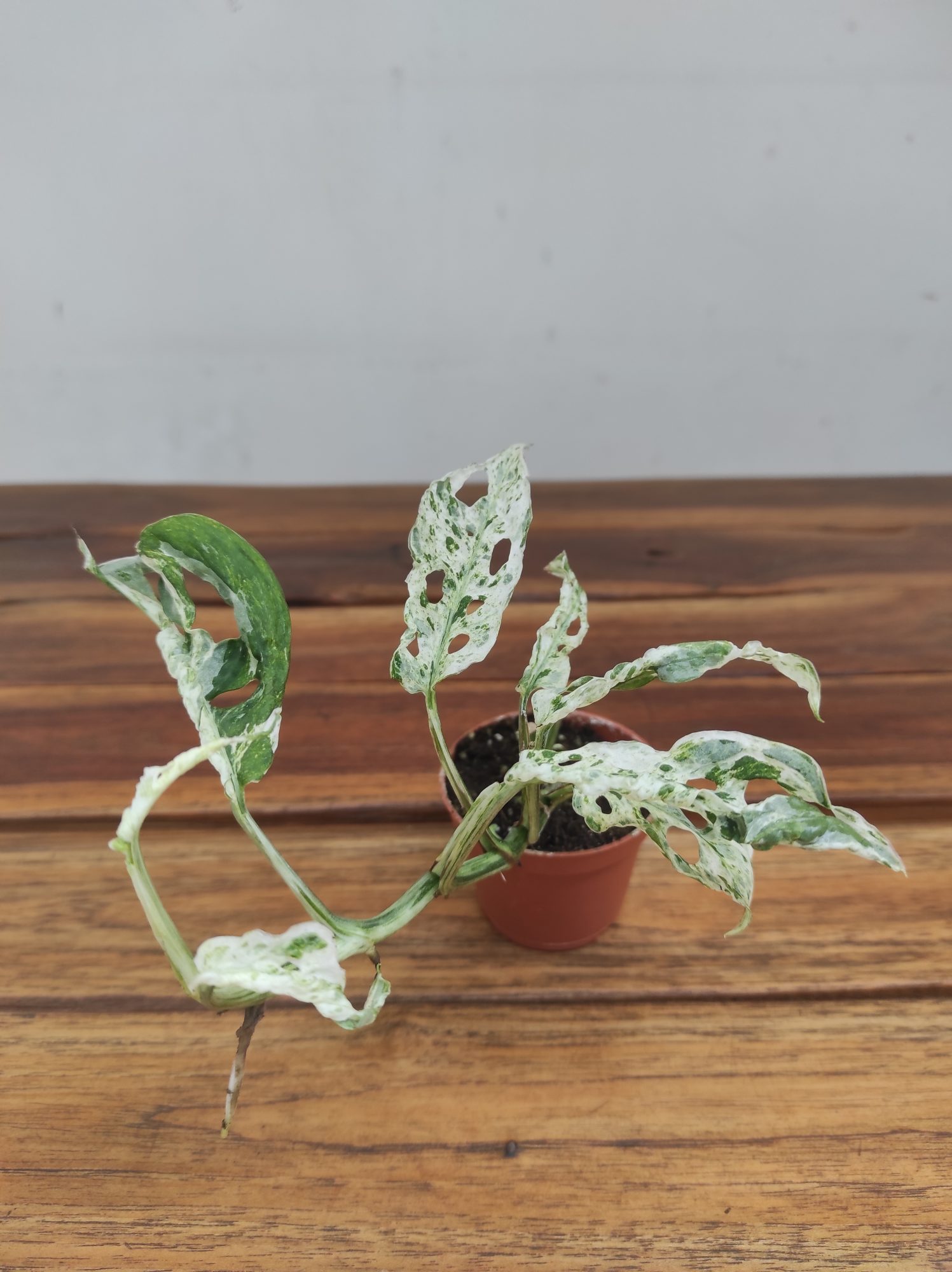 Monstera Frozen Freckles