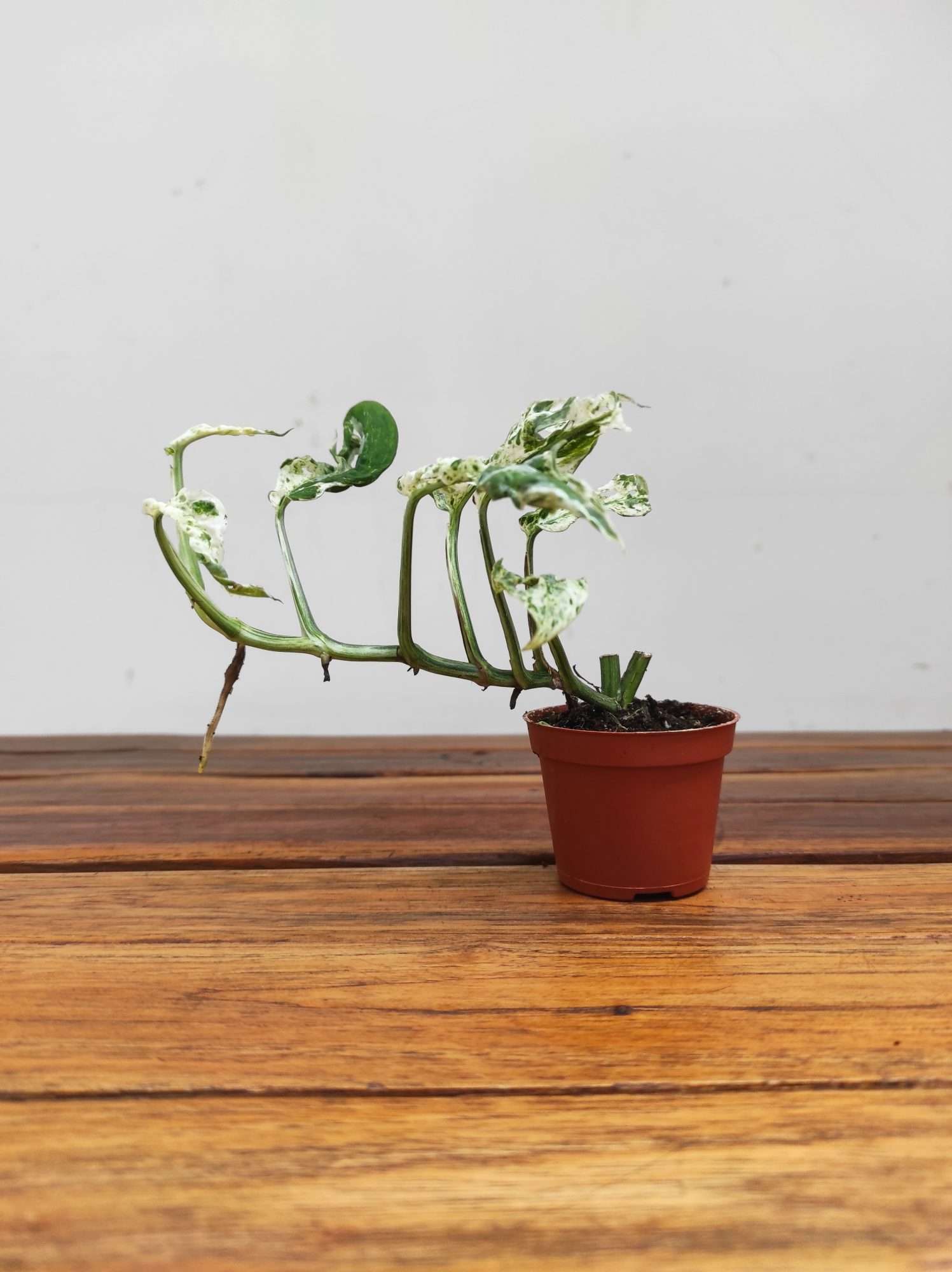 Monstera Frozen Freckles - Image 2