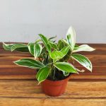 Costus Arabicus Variegatus