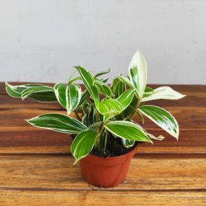 Costus Arabicus Variegatus