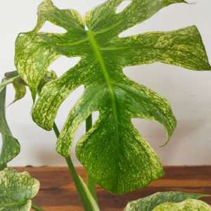 Monstera Deliciosa 'White Monster'