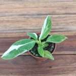 Philodendron 'White Princess' V.6