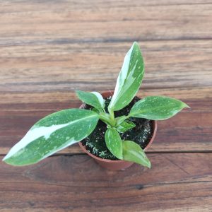 Philodendron 'White Princess' V.6