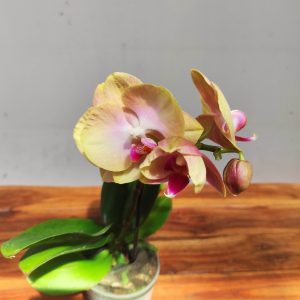 Phalaenopsis V.9