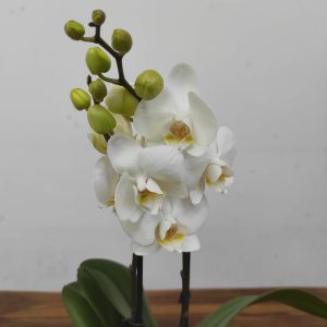 Phalaenopsis V.7