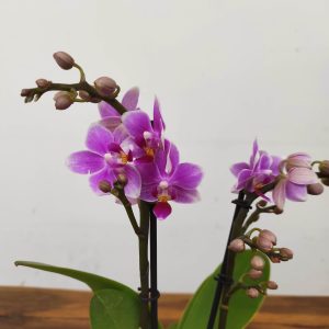 Phalaenopsis V.7