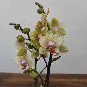 Phalaenopsis V.7