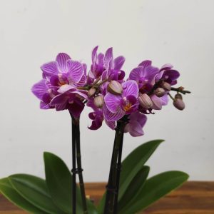 Phalaenopsis V.7