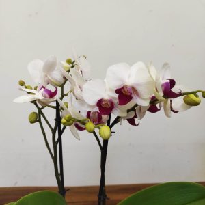Phalaenopsis V.7