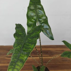 Alocasia 'Reticulata'