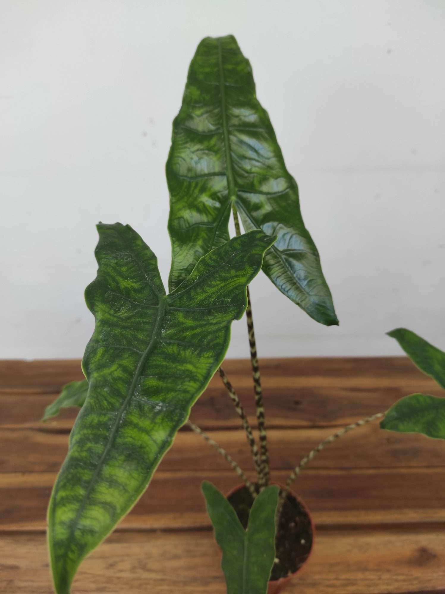 Alocasia 'Reticulata'