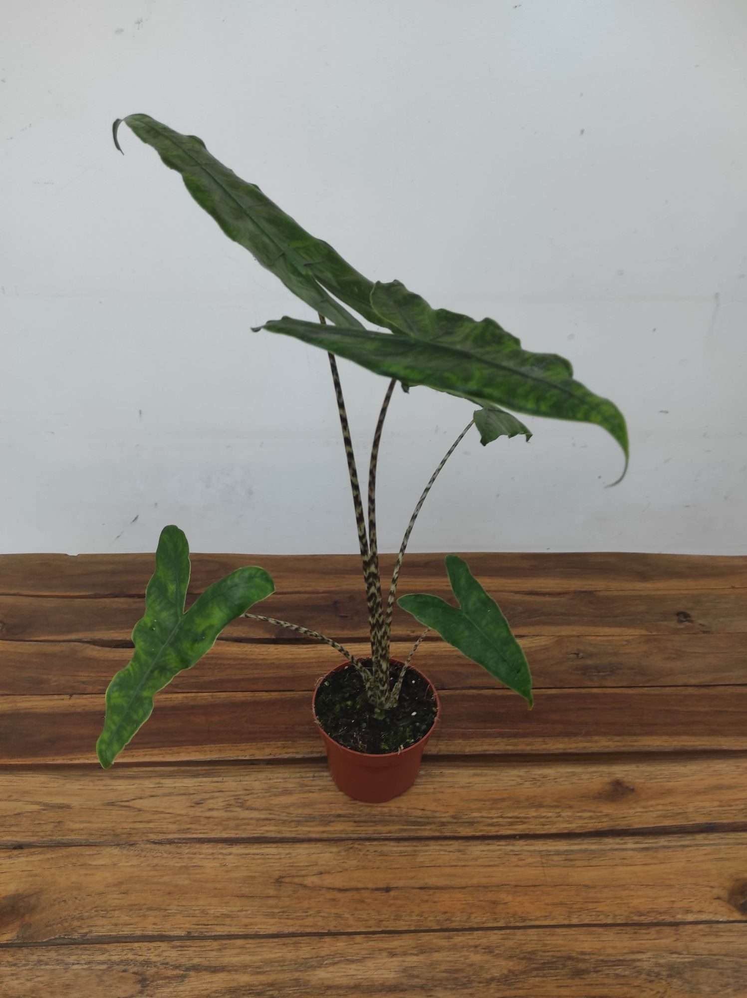 Alocasia 'Reticulata' - Image 2