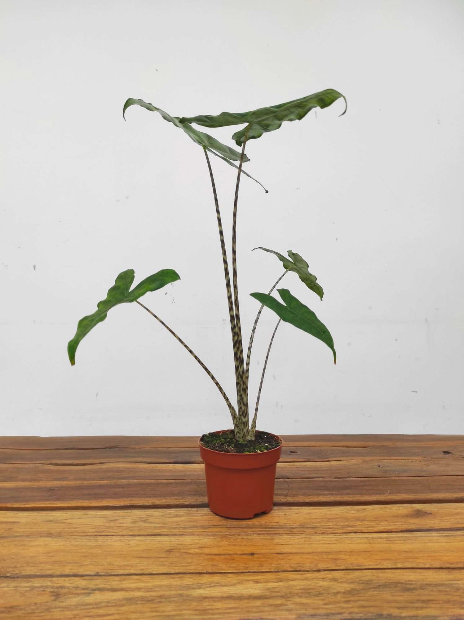 Alocasia 'Reticulata' - Image 3