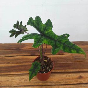 Alocasia Jacklyn V.12