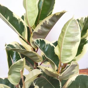 Ficus Elastica 'Tineke'
