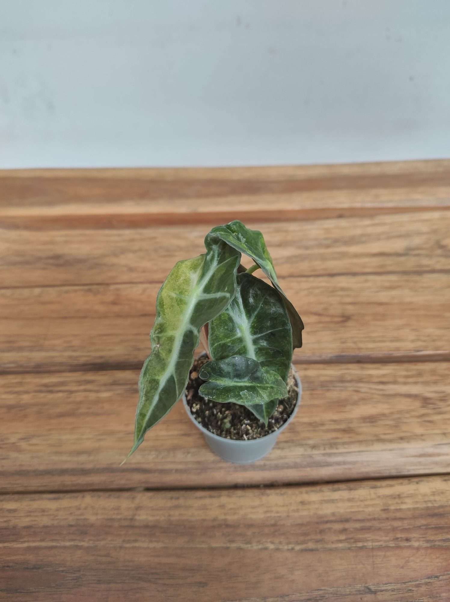 Alocasia Amazonica Dwarf 'Variegata'